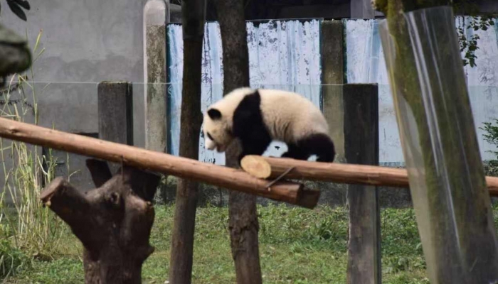 饲养员用竹竿打熊猫暖暖 园方回应：永不允许此人养熊猫