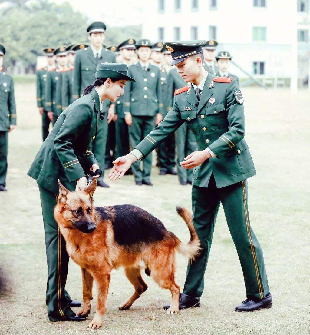 艾勒薇斯是何捷的犬吗？奇兵神犬艾勒薇斯现