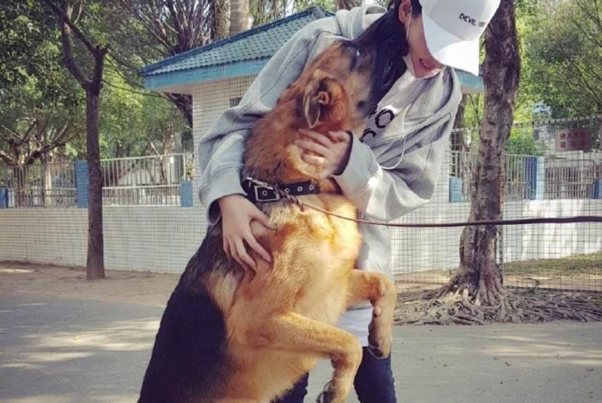 艾勒薇斯是何捷的犬吗？奇兵神犬艾勒薇斯现