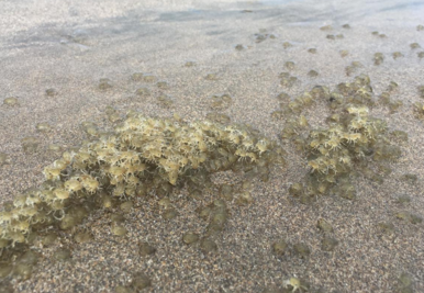 库塔海滩在哪儿 库塔海滩距离巴厘岛有多远 巴厘岛最好看的海滩是库塔海滩吗