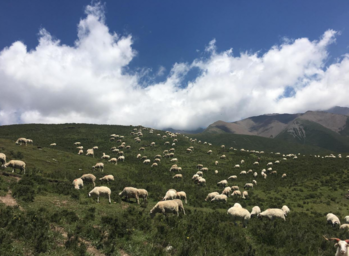 青海旅游最佳季节时间